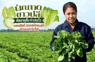 ผักกาดขาวปลี พืชอายุสั้นทำเงินไว ผลผลิตดีตรงสเป็คแม่ค้า สร้างผลกำไรทั้งปี