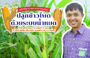 นาข้าว