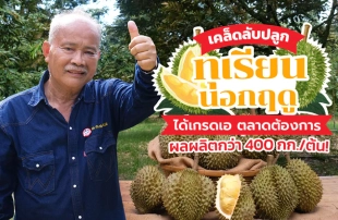 เคล็ดลับปลูก “ทุเรียนนอกฤดู” ให้ได้เกรดเอเป็นที่ต้องการของตลาด และมีผลผลิตกว่า 400 กก./ต้น!