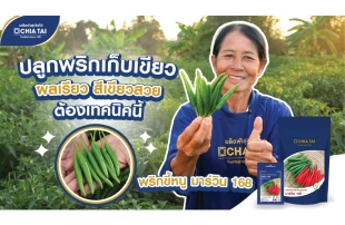 จัดการแปลงพริกขี้หนูพริกขี้หนูอย่างไรให้รายได้สูงถึงหลักแสน