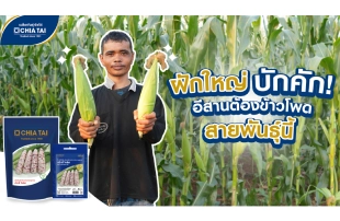 ข้าวโพดข้าวเหนียว แว็กซี่ ไอริส ฝักใหญ่ บักคัก !!!