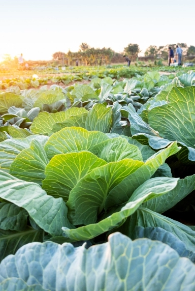 Plant Section Banner-B