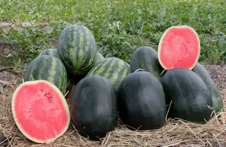 5 เคล็ด (ไม่) ลับ เตรียมพร้อมปลูกแตงโมเจียไต๋  ขายได้ดี ขายไ