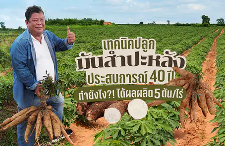 เผยเทคนิคปลูกมันสำปะหลังให้ได้ 5 ตันต่อไร่  ของ นายกเทศมนตรี