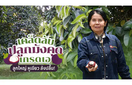 สูตรเด็ดเกร็ดเกษตรจากปุ๋ยตรากระต่าย เคล็ดลับชาวสวน ปลูก “มัง