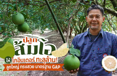 ปลูกส้มโอ ให้โกอินเตอร์ ต้องลูกใหญ่ทรงสวย หวานฉ่ำ