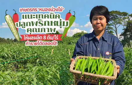 ปลูกพริกหนุ่มคุณภาพดี พริกเจียไต๋ ปุ๋ยตรากระต่าย