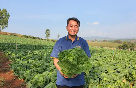 ผักกาดขาวปลีเจียไต๋ สร้างรายได้