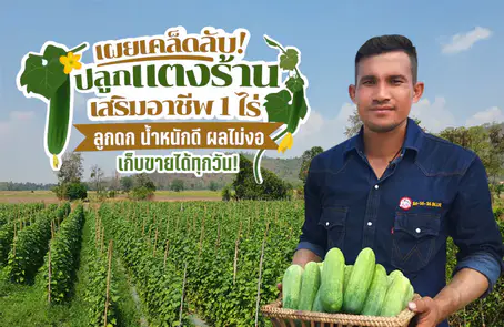 เผยเคล็ดลับ ปลูก “แตงร้าน” เสริมอาชีพ 1 ไร่  ลูกดก น้ำหนักดี