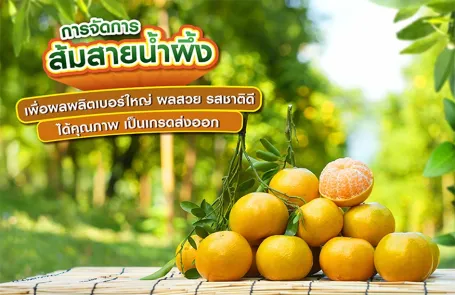 เทคนิคการจัดการส้มสายน้ำผึ้ง เพื่อผลผลิตเบอร์ใหญ่ ผลสวย รสชาติดี ได้คุณภาพ เป็นเกรดส่งออก