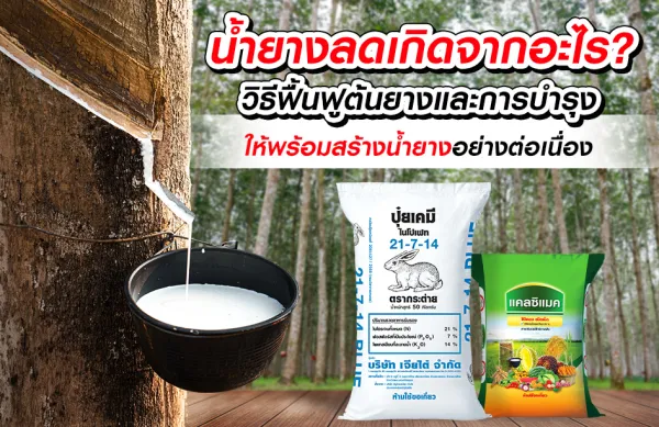 น้ำยาง