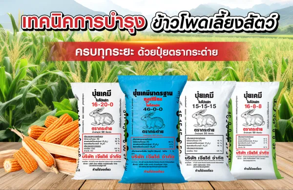 เทคนิคการบำรุงข้าวโพดเลี้ยงสัตว์ครบทุกระยะ ด้วยปุ๋ยตรากระต่า