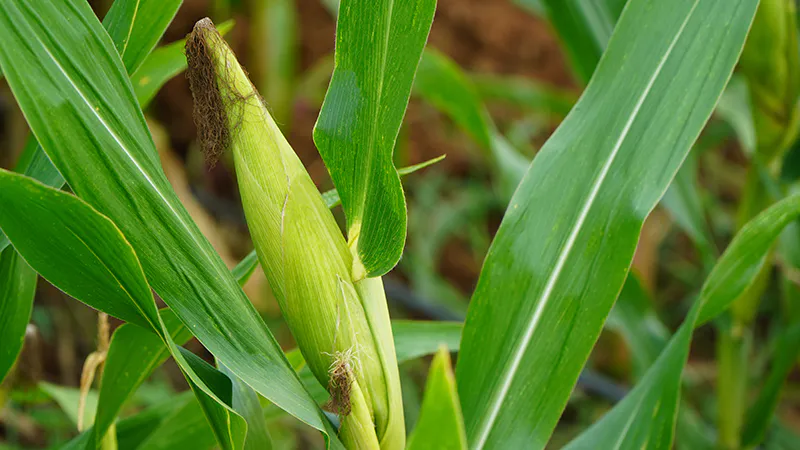 ข้าวโพดเลี้ยงสัตว์ฝักสวย สมบูรณ์ 