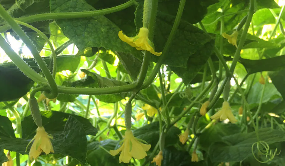 แตงกวาเขียวมาลัย 2