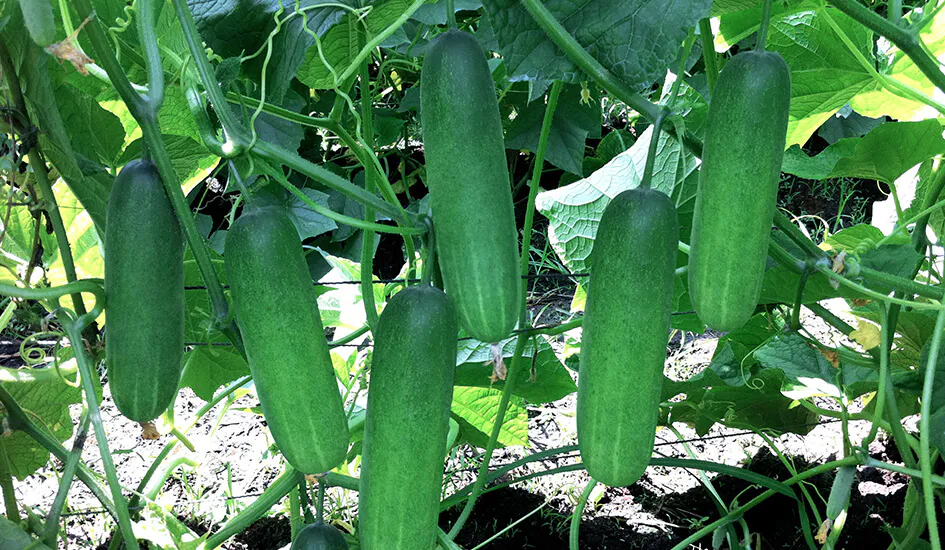 แตงกวาเขียวมาลัย 2