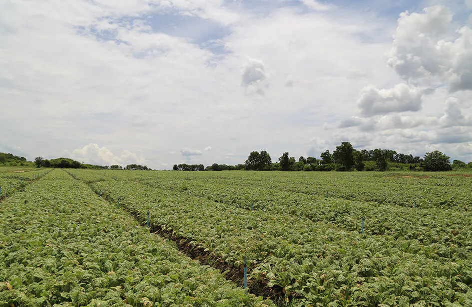 วางแนวสปริงเกลอร์ขนาบด้านข้างทั้งสองด้านของแปลง เพื่อให้ผักก
