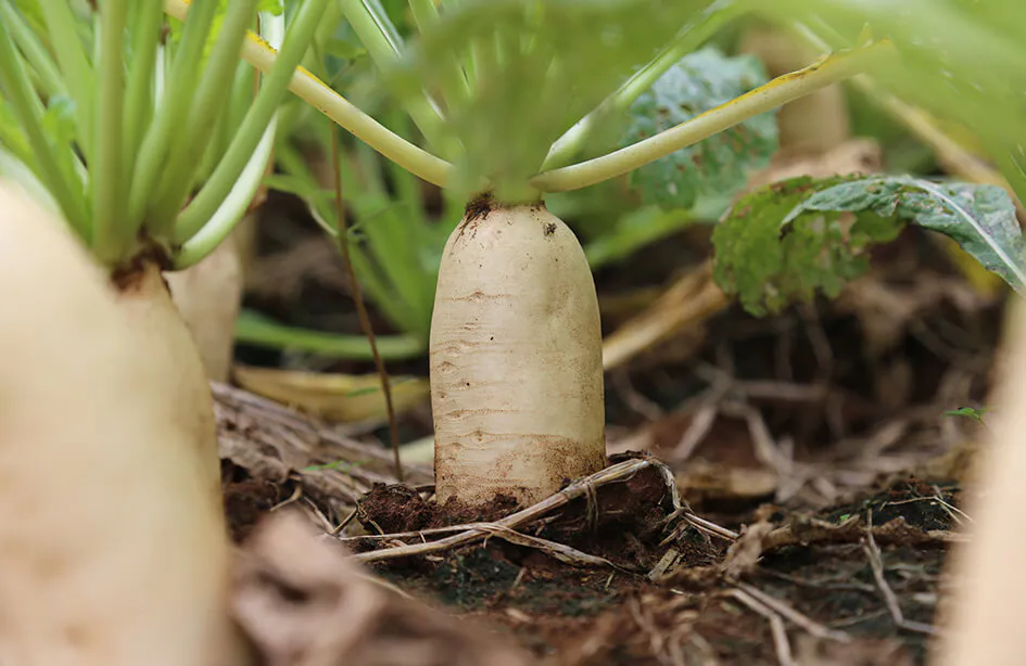 ผักกาดหัว “เอเวอร์เรสท์” ระยะใกล้เก็บเกี่ยว