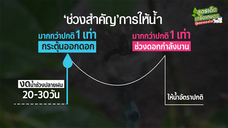 ปุ๋ยตรากระต่าย มังคุด