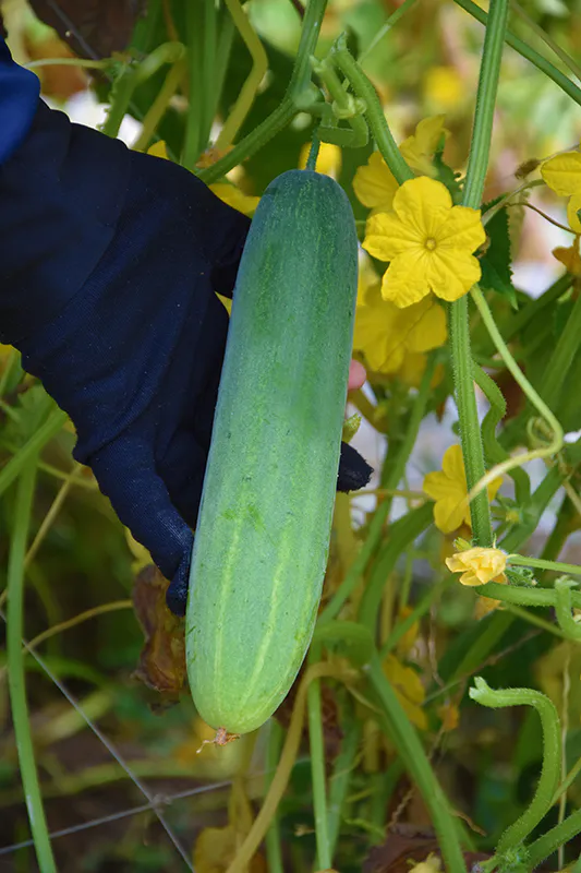 แตงร้าน เขียวอมตะ2 เจียไต๋