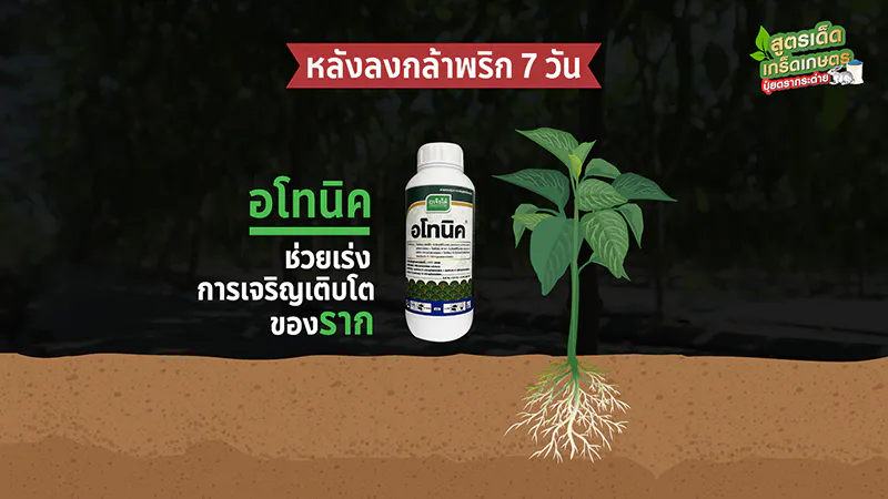 การใส่อะโทนิคในการปลูกพริก