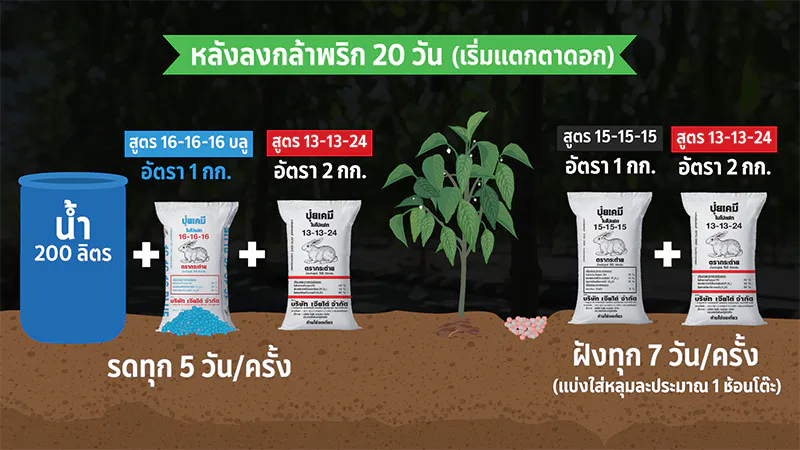 ปลูกพริกหนุ่มคุณภาพดี พริกเจียไต๋ ปุ๋ยตรากระต่าย