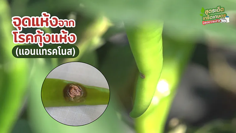 ปลูกพริกหนุ่มคุณภาพดี พริกเจียไต๋ ปุ๋ยตรากระต่าย