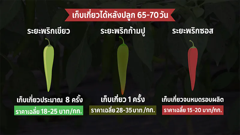 ปลูกพริกหนุ่มคุณภาพดี พริกเจียไต๋ ปุ๋ยตรากระต่าย