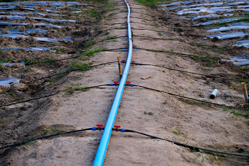 เผยเคล็ดลับ ปลูก “แตงร้าน” เสริมอาชีพ 1 ไร่ ลูกดก น้ำหนักดี