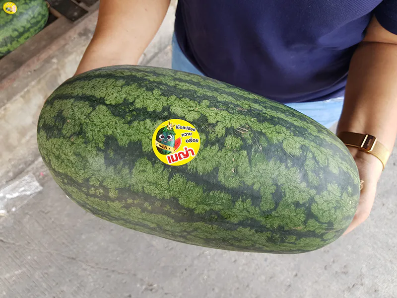 แตงโมเมญ่า แตงโมทรงหมอนยาว