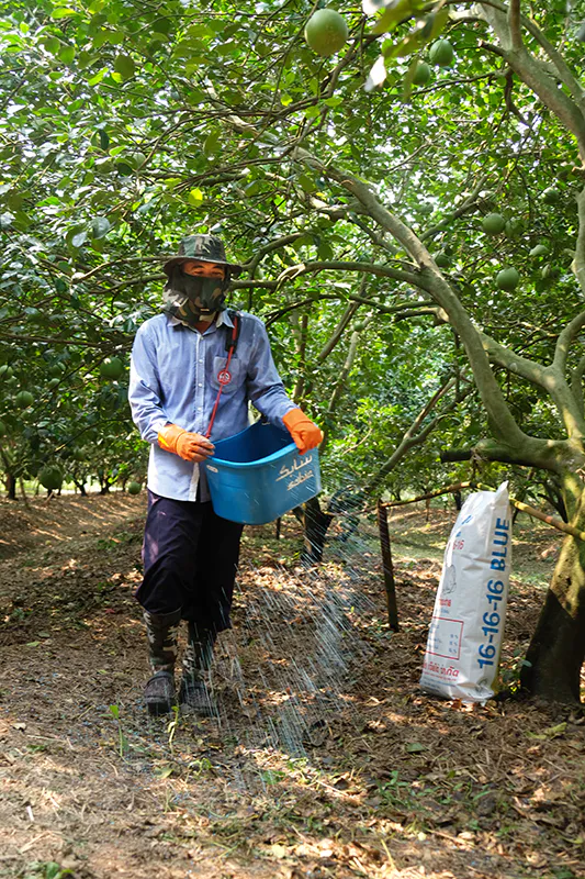 เคล็ดลับปลูก “ส้มโอ” เกรดส่งออกได้มาตรฐาน GAP