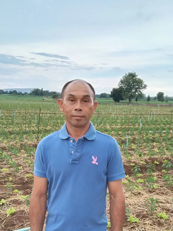 เทคนิคปลูกพืชคู่ “พริกหนุ่มขาว-ผักกาดหัว”