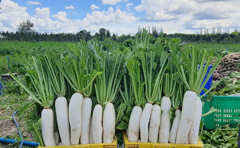 เทคนิคปลูกพืชคู่ “พริกหนุ่มขาว-ผักกาดหัว”