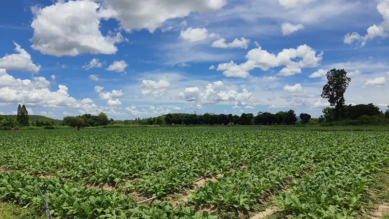 เทคนิคปลูกพืชคู่ “พริกหนุ่มขาว-ผักกาดหัว”