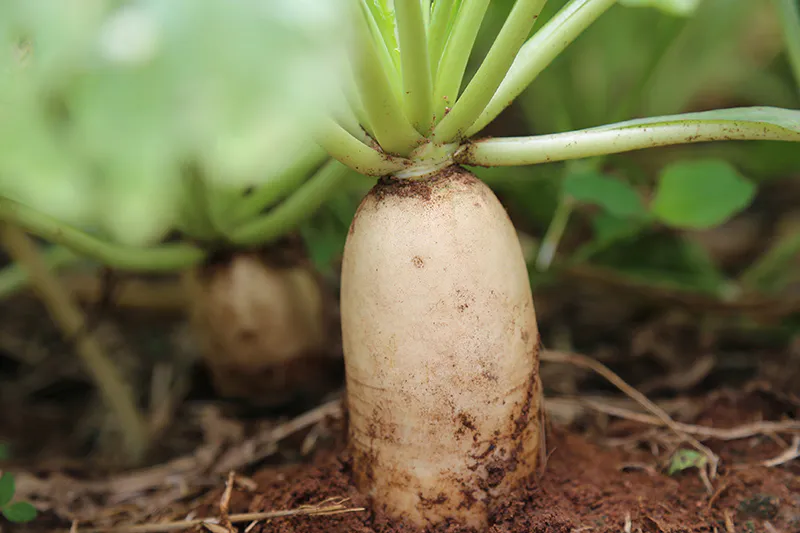 เทคนิคปลูกพืชคู่ “พริกหนุ่มขาว-ผักกาดหัว”