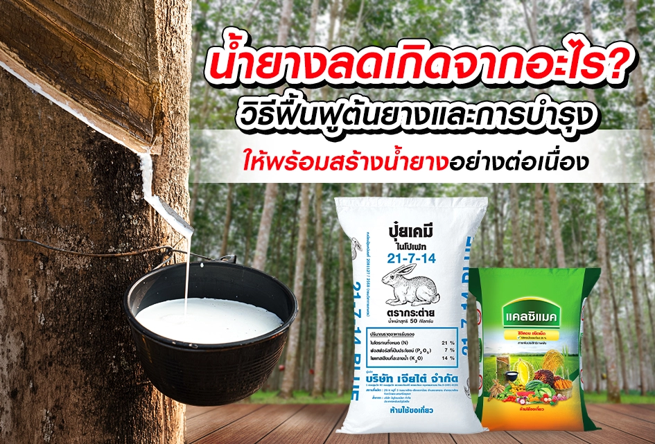 น้ำยางลดเกิดจากอะไร? วิธีฟื้นฟูต้นยางและการบำรุงให้พร้อมสร้างน้ำยางอย่างต่อเนื่อง