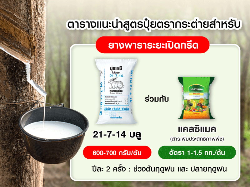 ตารางแนะนำสูตรูปุ๋ยตรากระต่ายสำหรับยางพาราระยะเปิดกรีด