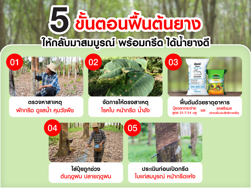 5 ขั้นตอนฟื้นต้นยาง ให้กลับมาสมบูรณ์ พร้อมกรีด ได้น้อยางดี