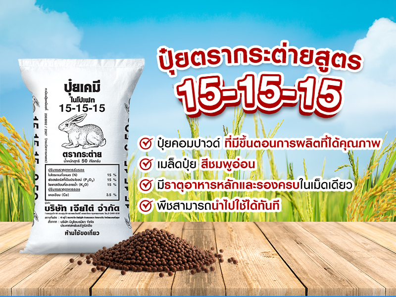 เทคนิคบำรุงข้าวระยะตั้งท้อง ให้รวงใหญ่ เมล็ดเต่ง น้ำหนักดี ด้วยปุ๋ยตรากระต่าย สูตร 15-15-15