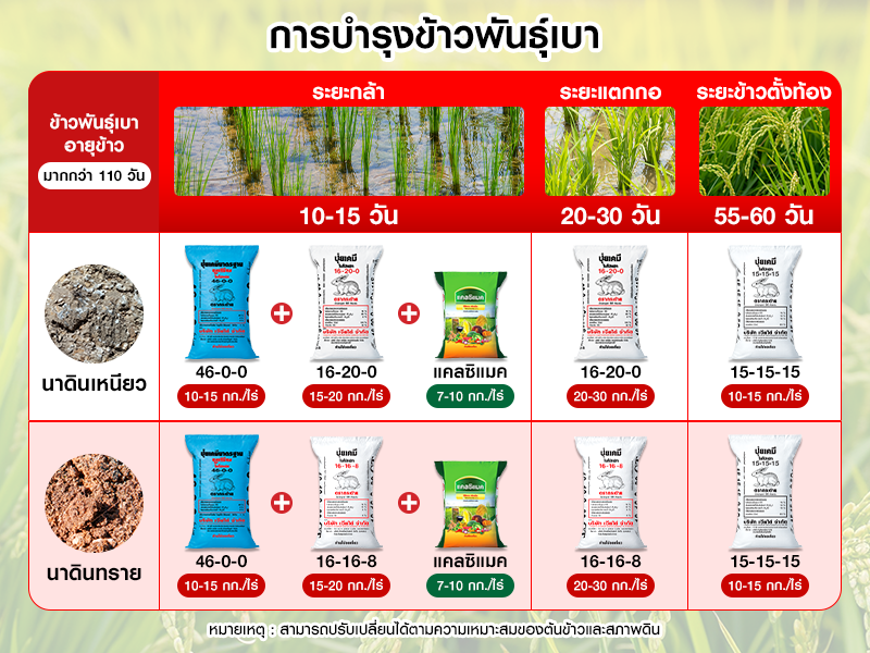 การบำรุงข้าวพันธุ์เบา