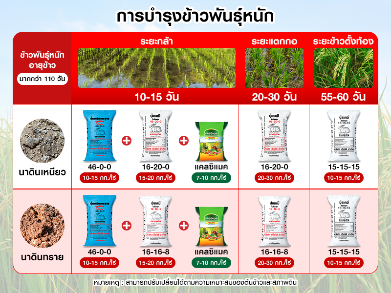 การบำรุงข้าวพันธุ์หนัก