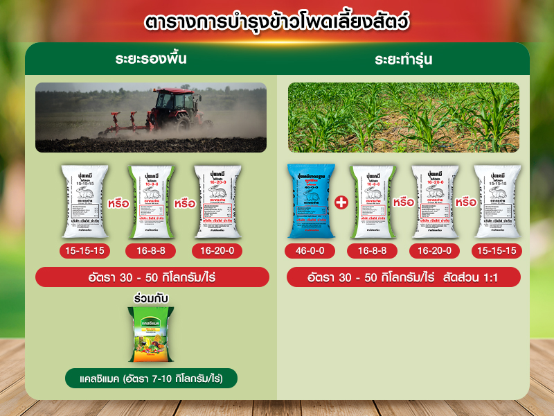 ตารางการบำรุงข้าวโพดเลี้ยงสัตว์