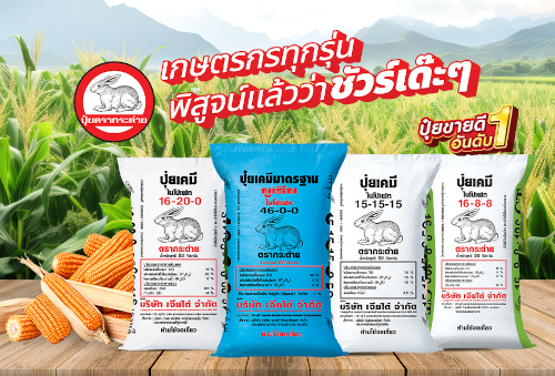 ใส่ปุ๋ย “ตรากระต่าย” ให้ถูกสูตร ถูกเวลา เกษตรกรทุกรุ่น พิสูจน์แล้วว่า ชัวเด๊ะ ๆ