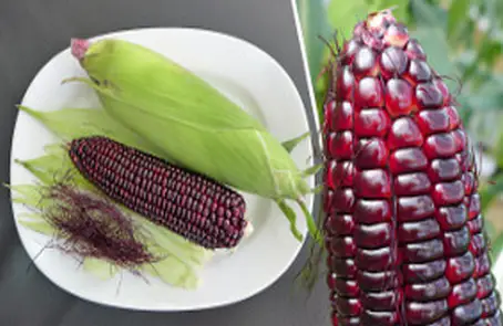 กลางปีหน้า 