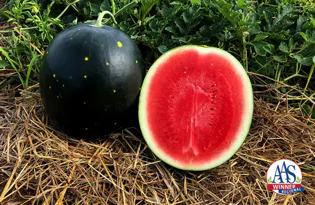 แตงโมเจียไต๋ Century Star คว้ารางวัล AAS Regional Winner