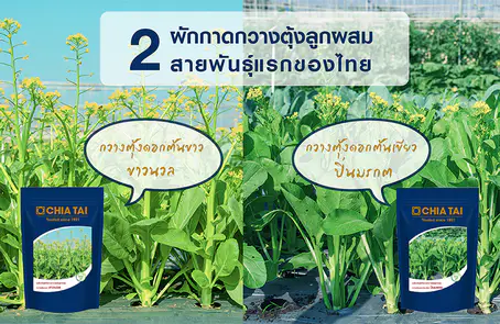 กวางตุ้งดอกลูกผสมสายพันธุ์แรกของไทย