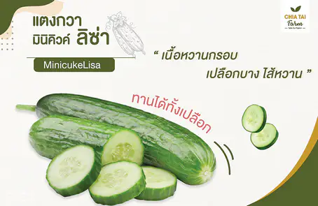แตงกวา มินิคิวค์ ลิซ่า จากเจียไต๋ฟาร์ม